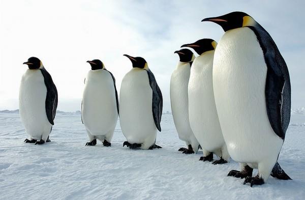 Penguen Beslemek İçin 7 Sebep..