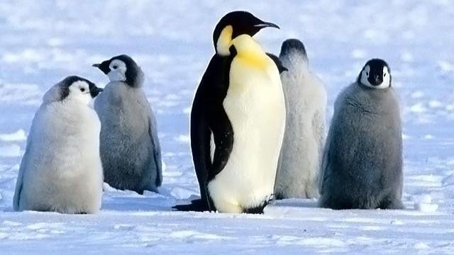 Penguen Beslemek İçin 7 Sebep..