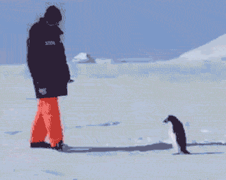 Penguen Beslemek İçin 7 Sebep..