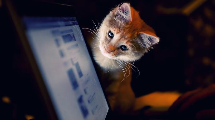 Kedi Sahipleri İçin Önemli Pratik Bilgiler