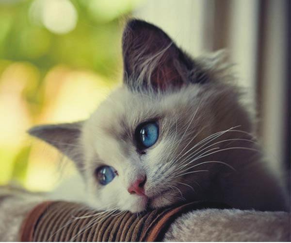 Kedi Sahipleri İçin Önemli Pratik Bilgiler