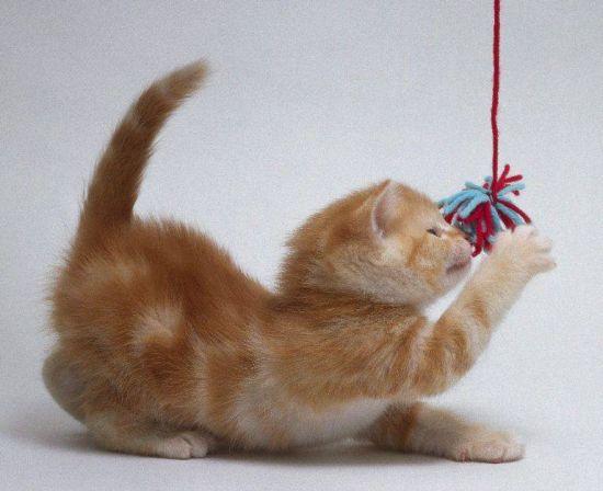 Bir Kedi ile Yaşamak
