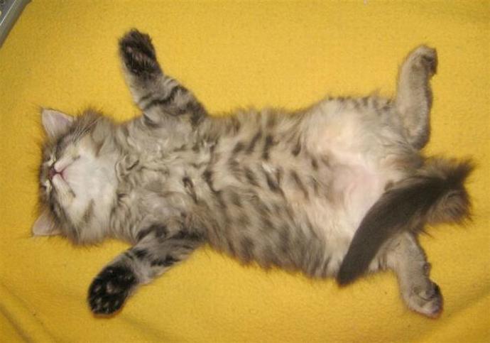 Bir Kedi ile Yaşamak