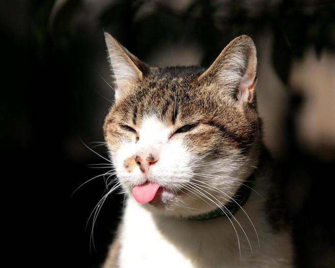 Bir Kedi ile Yaşamak