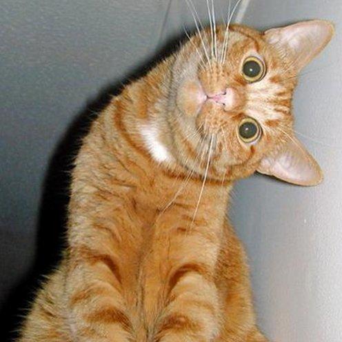 Bir Kedi ile Yaşamak