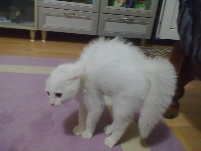 Bir Kedi ile Yaşamak
