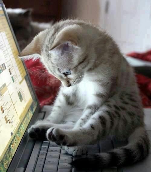 Bir Kedi ile Yaşamak