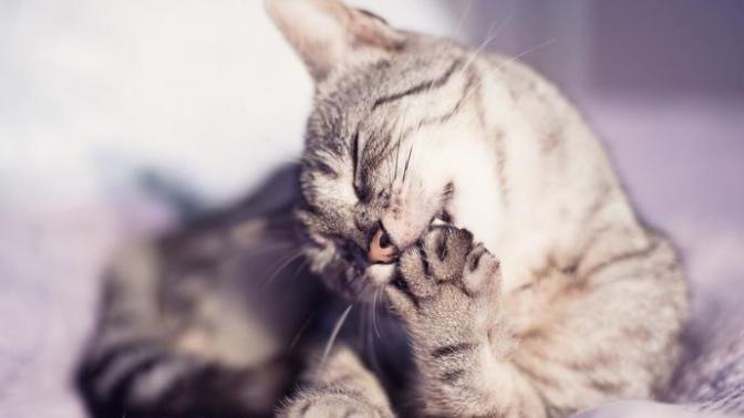 Bir Kedi ile Yaşamak