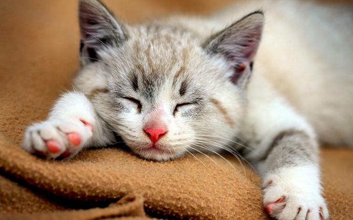 5 Madde ile Niçin Kedi Sahibi Olmalısınız?