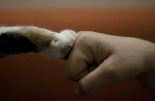5 Madde ile Niçin Kedi Sahibi Olmalısınız?