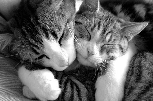 5 Madde ile Niçin Kedi Sahibi Olmalısınız?