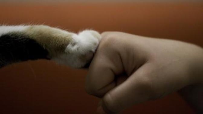 5 Madde ile Niçin Kedi Sahibi Olmalısınız?