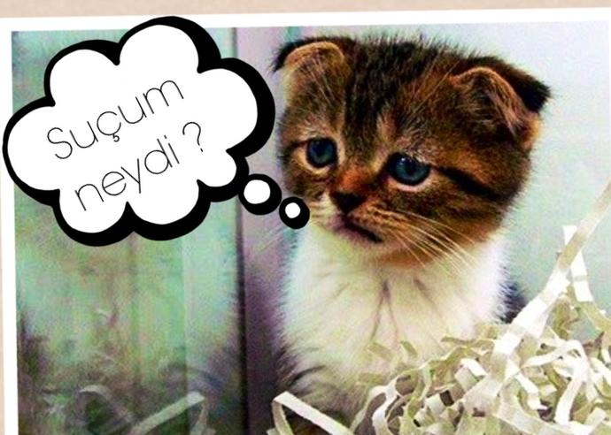Kanadı Kırık Kadınların Çapkın Erkeklere Olan Tutkusu ve Çapkın Erkeğin Psikolojisi