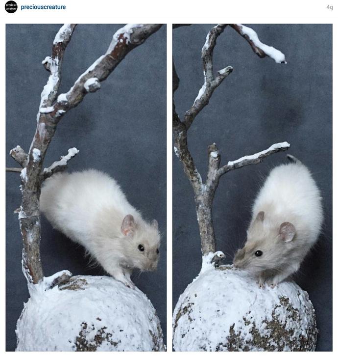 Taxidermy Sanatı