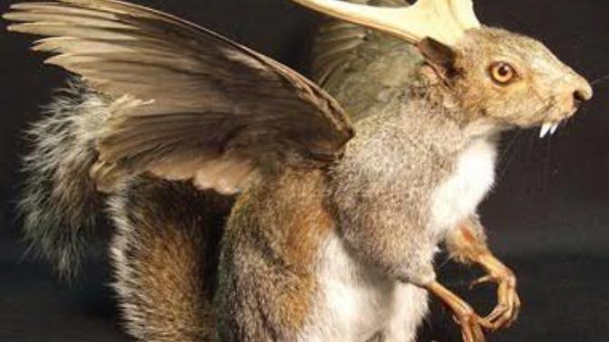 Taxidermy Sanatı