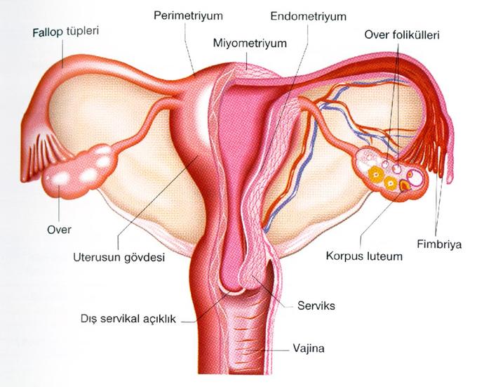 Pelvik İnflamatuvar Hastalık (İlerlemiş Genital Enfeksiyon) ve Tedavisi