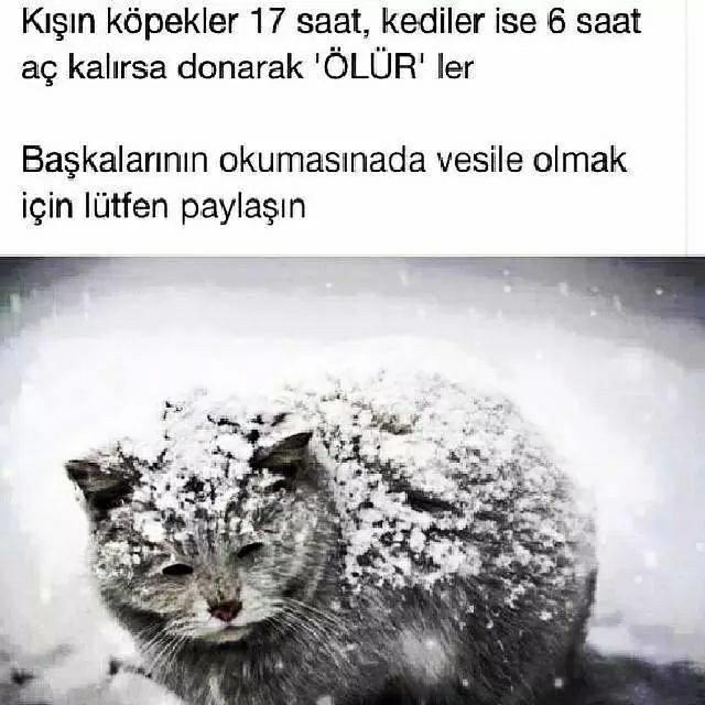 Soğuk Kış Günlerinde Hayvanları Unutmayalım!!!