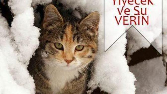 Soğuk Kış Günlerinde Hayvanları Unutmayalım!!!