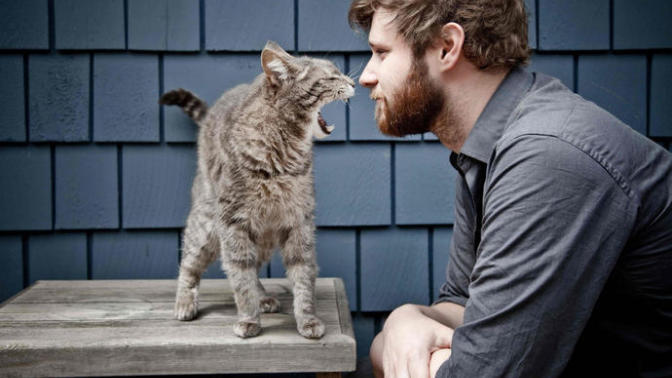 Kedi Besleyen Erkek Çekiciliği