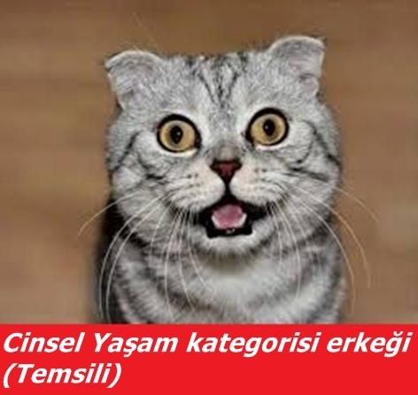 KizlarSoruyor'da Üye Tipleri