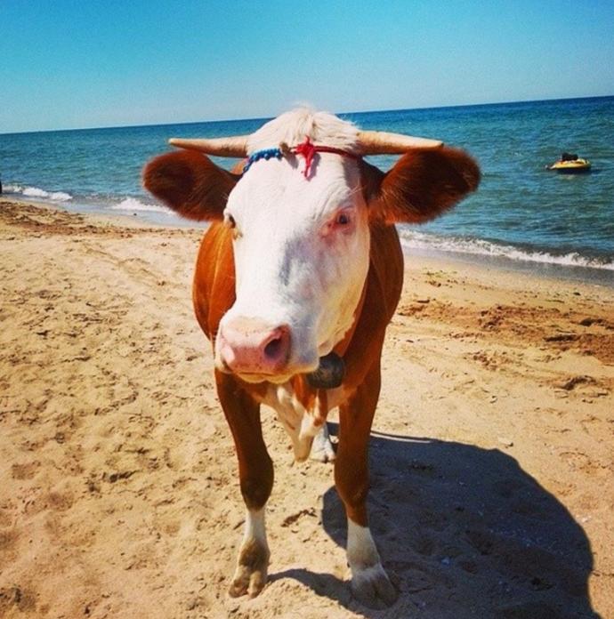 Hayvanların İnsanları Kıskandıracak 10 Pozu