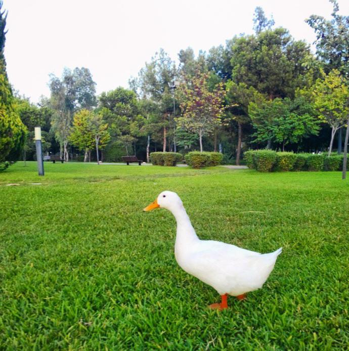 Hayvanların İnsanları Kıskandıracak 10 Pozu