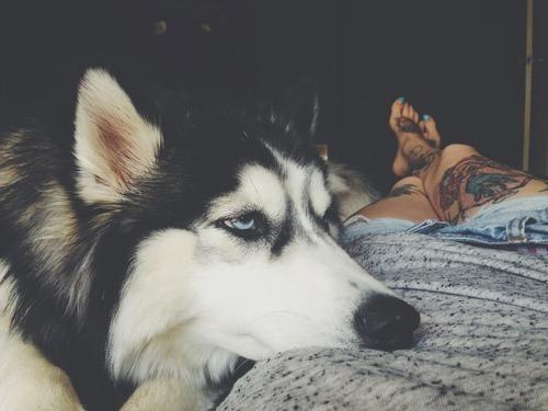 Kadınların ve Köpeklerin 10 Ortak Özelliği