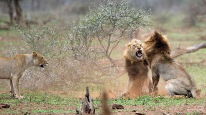 DİŞİLER GÜCE DEĞİL ERKEKTEKİ GÜCE TAPAR!