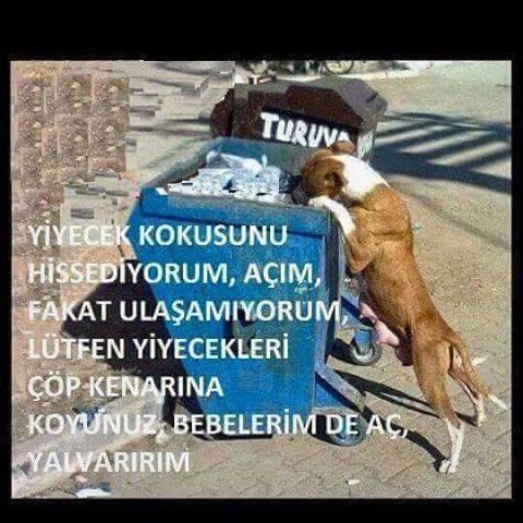 Sevmek Zorunda Değilsin Ama Eziyet Etme! Mini Bir Sanal Albüm