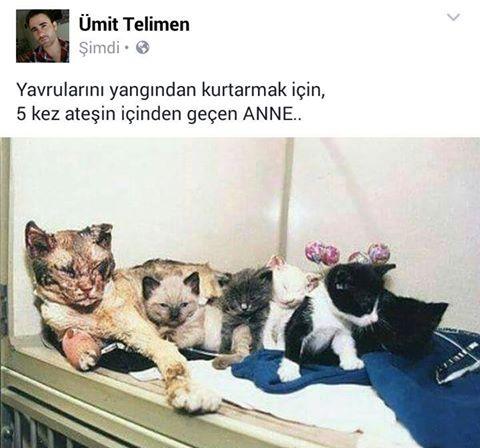 Sevmek Zorunda Değilsin Ama Eziyet Etme! Mini Bir Sanal Albüm