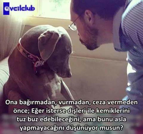Sevmek Zorunda Değilsin Ama Eziyet Etme! Mini Bir Sanal Albüm
