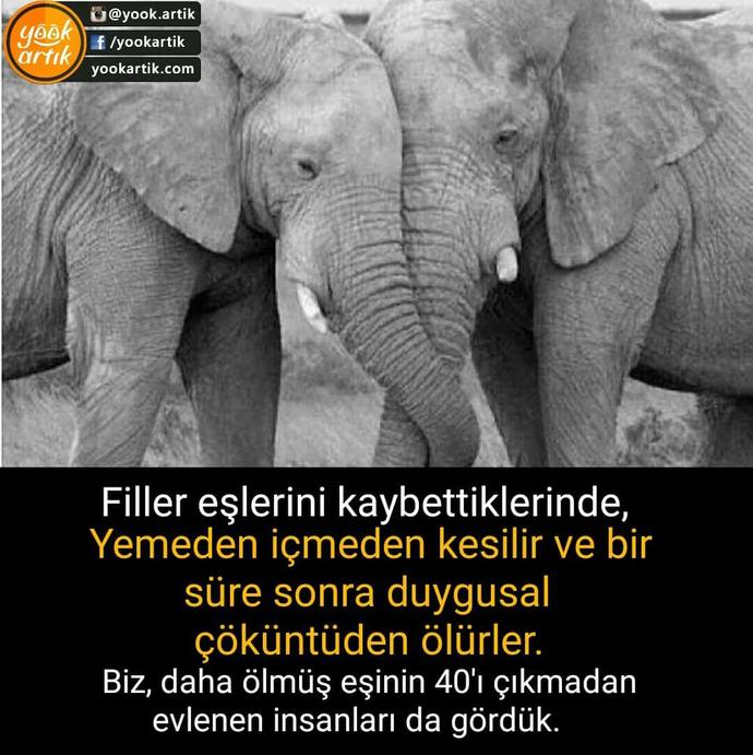 Sevmek Zorunda Değilsin Ama Eziyet Etme! Mini Bir Sanal Albüm