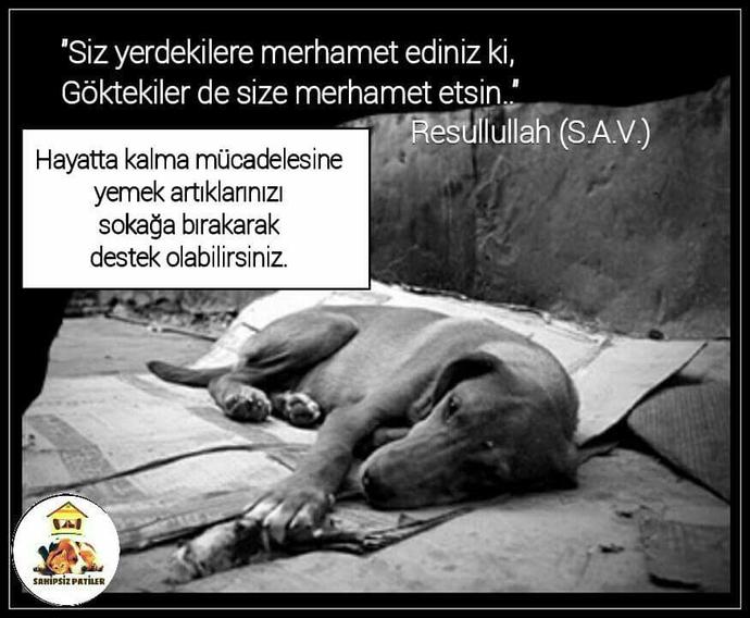 Sevmek Zorunda Değilsin Ama Eziyet Etme! Mini Bir Sanal Albüm