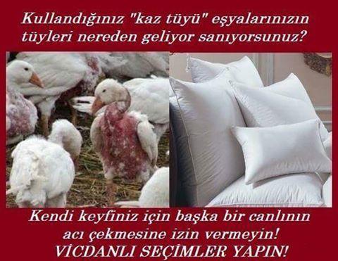 Sevmek Zorunda Değilsin Ama Eziyet Etme! Mini Bir Sanal Albüm