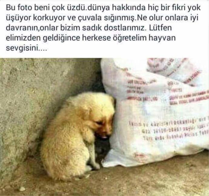 Sevmek Zorunda Değilsin Ama Eziyet Etme! Mini Bir Sanal Albüm