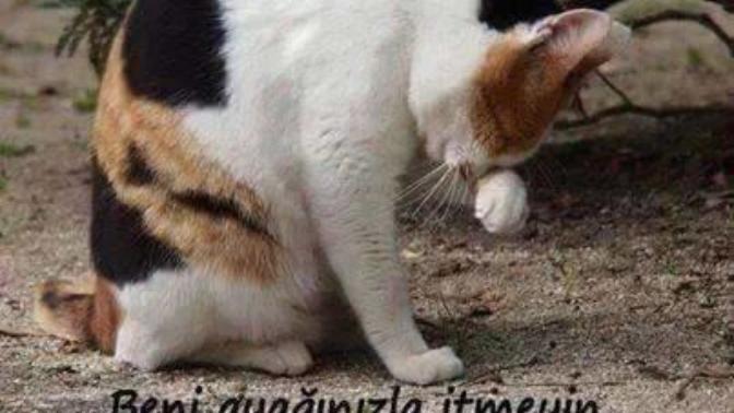 Sevmek Zorunda Değilsin Ama Eziyet Etme! Mini Bir Sanal Albüm