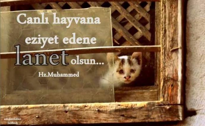 Hiç Bunları Düşünüp Duygulandınız mı?