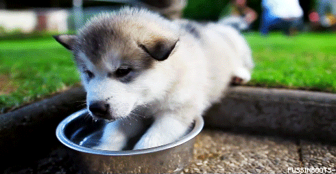 Erkek Yüreği Köpek Gibidir
