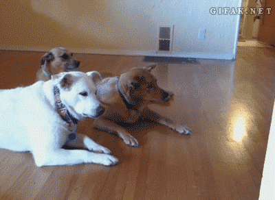 Erkek Yüreği Köpek Gibidir