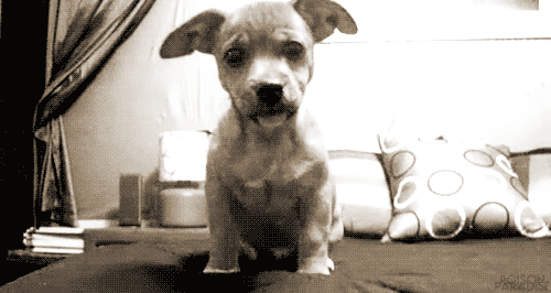 Erkek Yüreği Köpek Gibidir