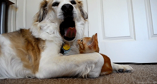 Erkek Yüreği Köpek Gibidir