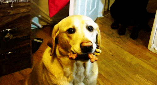 Erkek Yüreği Köpek Gibidir