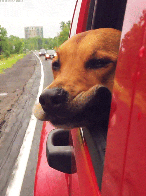 Erkek Yüreği Köpek Gibidir