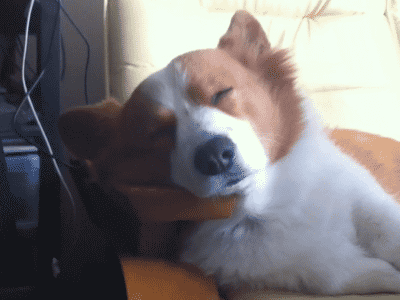 Erkek Yüreği Köpek Gibidir