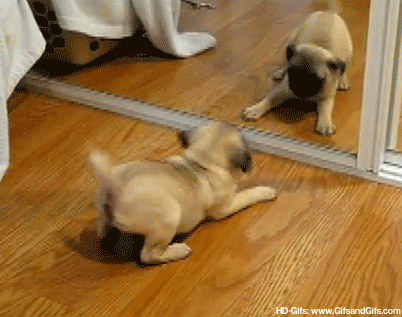 Erkek Yüreği Köpek Gibidir