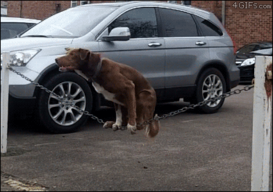 Erkek Yüreği Köpek Gibidir