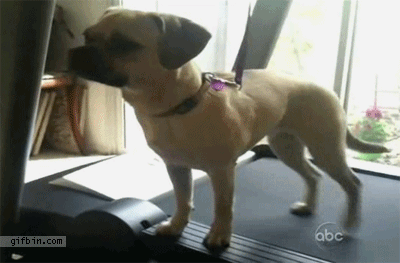 Erkek Yüreği Köpek Gibidir