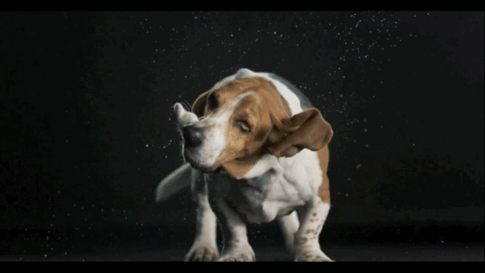Erkek Yüreği Köpek Gibidir