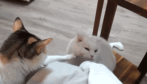 Kadın Yüreği Kedi Gibidir