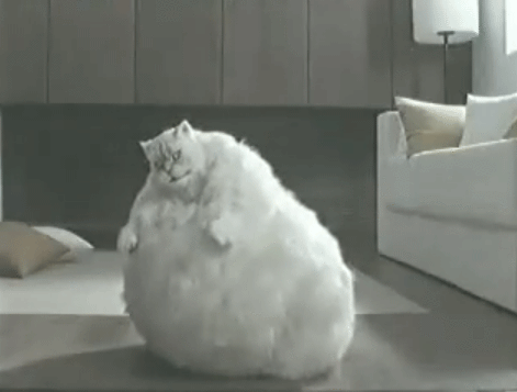 Kadın Yüreği Kedi Gibidir